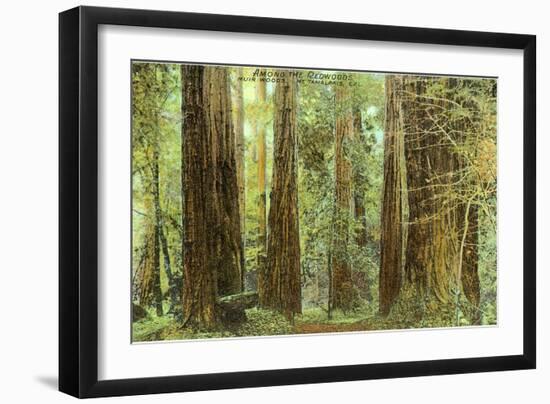 Redwoods, Muir Woods, California-null-Framed Art Print