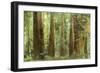 Redwoods, Muir Woods, California-null-Framed Art Print