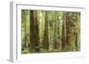 Redwoods, Muir Woods, California-null-Framed Art Print