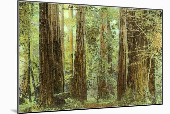 Redwoods, Muir Woods, California-null-Mounted Art Print