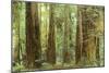 Redwoods, Muir Woods, California-null-Mounted Art Print