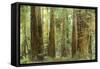 Redwoods, Muir Woods, California-null-Framed Stretched Canvas