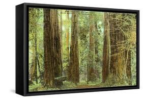 Redwoods, Muir Woods, California-null-Framed Stretched Canvas