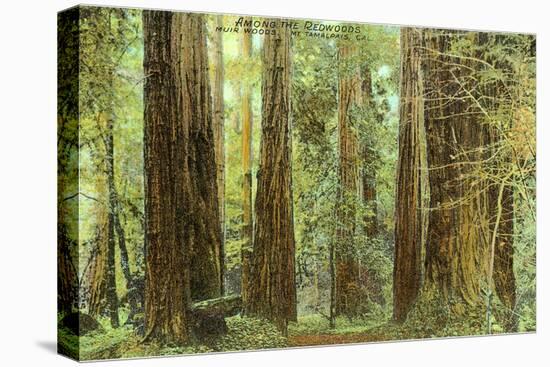 Redwoods, Muir Woods, California-null-Stretched Canvas