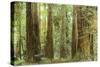 Redwoods, Muir Woods, California-null-Stretched Canvas