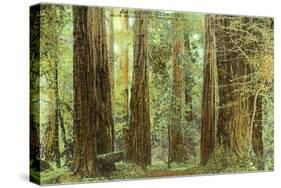 Redwoods, Muir Woods, California-null-Stretched Canvas