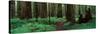 Redwoods Path-Alain Thomas-Stretched Canvas