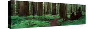 Redwoods Path-Alain Thomas-Stretched Canvas