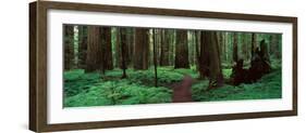 Redwoods Path-Alain Thomas-Framed Photographic Print