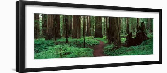 Redwoods Path-Alain Thomas-Framed Photographic Print