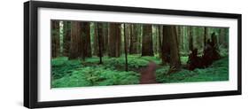 Redwoods Path-Alain Thomas-Framed Photographic Print