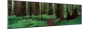 Redwoods Path-Alain Thomas-Mounted Photographic Print