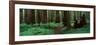 Redwoods Path-Alain Thomas-Framed Photographic Print