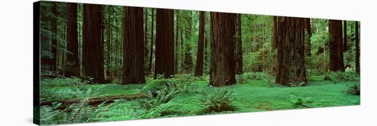 Redwoods, Rolph Grove-Alain Thomas-Stretched Canvas