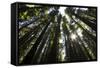 Redwoods, Roosevelt Grove, Humboldt Redwoods State Park-Rob Sheppard-Framed Stretched Canvas