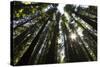 Redwoods, Roosevelt Grove, Humboldt Redwoods State Park-Rob Sheppard-Stretched Canvas