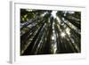 Redwoods, Roosevelt Grove, Humboldt Redwoods State Park-Rob Sheppard-Framed Photographic Print