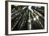 Redwoods, Roosevelt Grove, Humboldt Redwoods State Park-Rob Sheppard-Framed Photographic Print