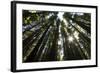 Redwoods, Roosevelt Grove, Humboldt Redwoods State Park-Rob Sheppard-Framed Photographic Print