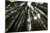 Redwoods, Roosevelt Grove, Humboldt Redwoods State Park-Rob Sheppard-Mounted Photographic Print