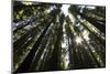 Redwoods, Roosevelt Grove, Humboldt Redwoods State Park-Rob Sheppard-Mounted Photographic Print