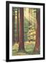 Redwoods Scene with People and Deer-null-Framed Art Print