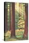 Redwoods Scene with People and Deer-null-Stretched Canvas