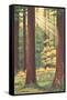 Redwoods Scene with People and Deer-null-Framed Stretched Canvas