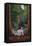 Redwoods State Park - Boardwalk-Lantern Press-Framed Stretched Canvas