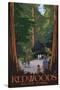 Redwoods State Park - Boardwalk-Lantern Press-Stretched Canvas