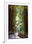 Redwoods State Park - Pathway in Trees-Lantern Press-Framed Art Print