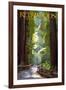 Redwoods State Park - Pathway in Trees-Lantern Press-Framed Art Print