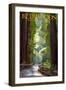 Redwoods State Park - Pathway in Trees-Lantern Press-Framed Art Print