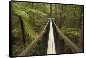 Redwoods Treewalk at The Redwoods (Whakarewarewa Forest), Rotorua, North Island, New Zealand-David Wall-Framed Stretched Canvas