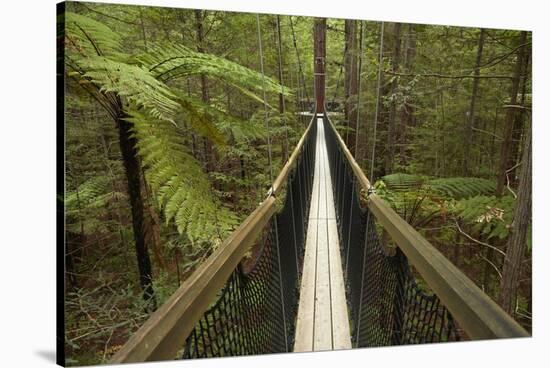 Redwoods Treewalk at The Redwoods (Whakarewarewa Forest), Rotorua, North Island, New Zealand-David Wall-Stretched Canvas