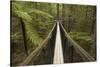 Redwoods Treewalk at The Redwoods (Whakarewarewa Forest), Rotorua, North Island, New Zealand-David Wall-Stretched Canvas