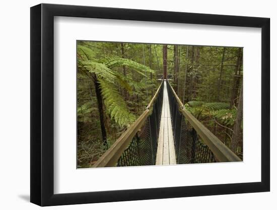 Redwoods Treewalk at The Redwoods (Whakarewarewa Forest), Rotorua, North Island, New Zealand-David Wall-Framed Photographic Print