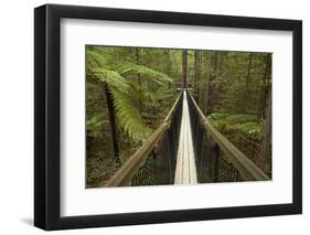 Redwoods Treewalk at The Redwoods (Whakarewarewa Forest), Rotorua, North Island, New Zealand-David Wall-Framed Photographic Print