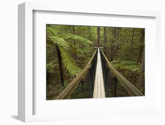 Redwoods Treewalk at The Redwoods (Whakarewarewa Forest), Rotorua, North Island, New Zealand-David Wall-Framed Photographic Print