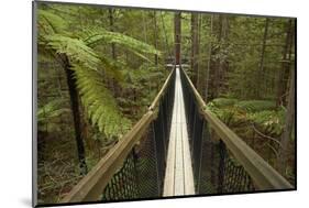 Redwoods Treewalk at The Redwoods (Whakarewarewa Forest), Rotorua, North Island, New Zealand-David Wall-Mounted Photographic Print