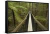 Redwoods Treewalk at The Redwoods (Whakarewarewa Forest), Rotorua, North Island, New Zealand-David Wall-Framed Stretched Canvas