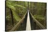 Redwoods Treewalk at The Redwoods (Whakarewarewa Forest), Rotorua, North Island, New Zealand-David Wall-Stretched Canvas