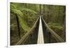 Redwoods Treewalk at The Redwoods (Whakarewarewa Forest), Rotorua, North Island, New Zealand-David Wall-Framed Photographic Print