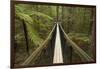 Redwoods Treewalk at The Redwoods (Whakarewarewa Forest), Rotorua, North Island, New Zealand-David Wall-Framed Photographic Print