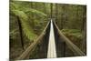 Redwoods Treewalk at The Redwoods (Whakarewarewa Forest), Rotorua, North Island, New Zealand-David Wall-Mounted Photographic Print