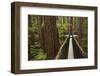 Redwoods Treewalk at The Redwoods (Whakarewarewa Forest), Rotorua, North Island, New Zealand-David Wall-Framed Photographic Print