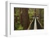 Redwoods Treewalk at The Redwoods (Whakarewarewa Forest), Rotorua, North Island, New Zealand-David Wall-Framed Photographic Print