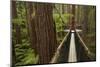 Redwoods Treewalk at The Redwoods (Whakarewarewa Forest), Rotorua, North Island, New Zealand-David Wall-Mounted Photographic Print