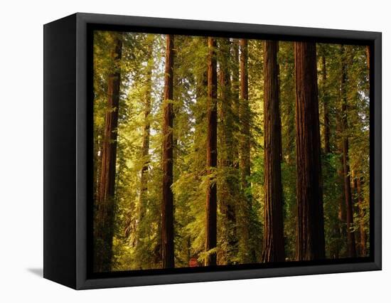 Redwoods-Charles O'Rear-Framed Stretched Canvas