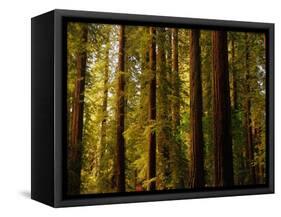 Redwoods-Charles O'Rear-Framed Stretched Canvas